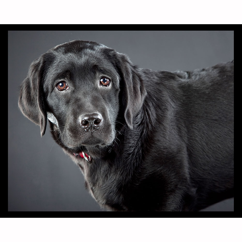 labrador night light