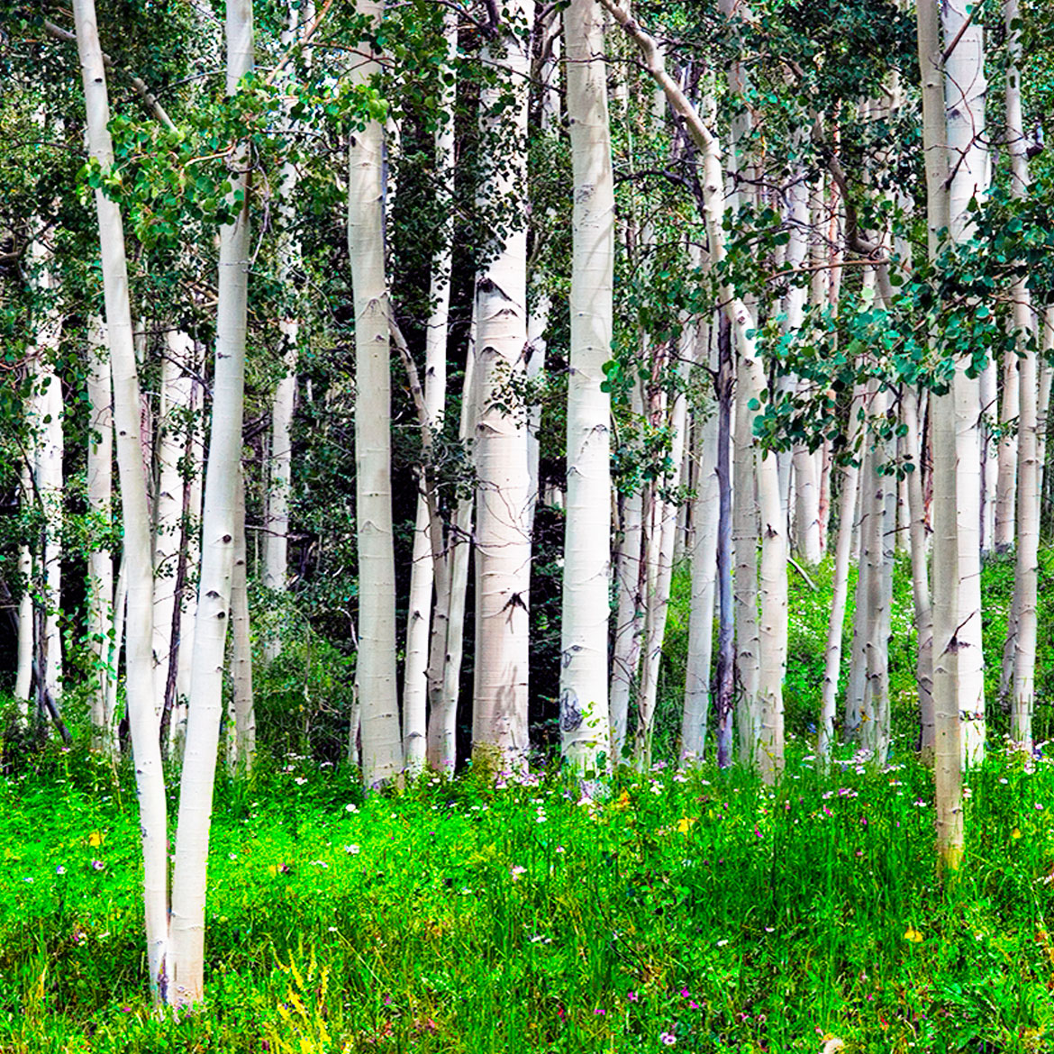 Aspen Trees - Photo Square Insert