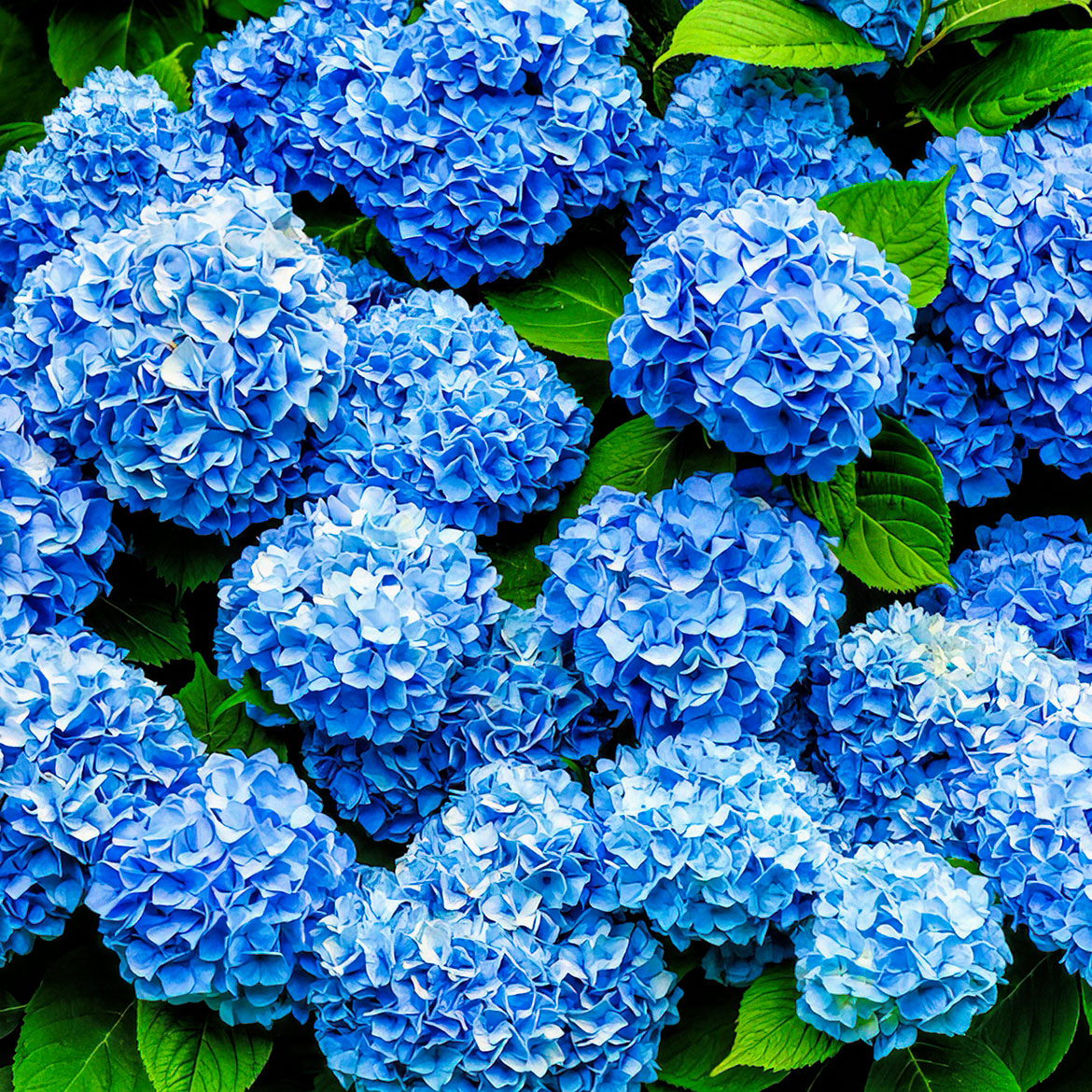 Blue Hydrangeas - Photo Square Insert