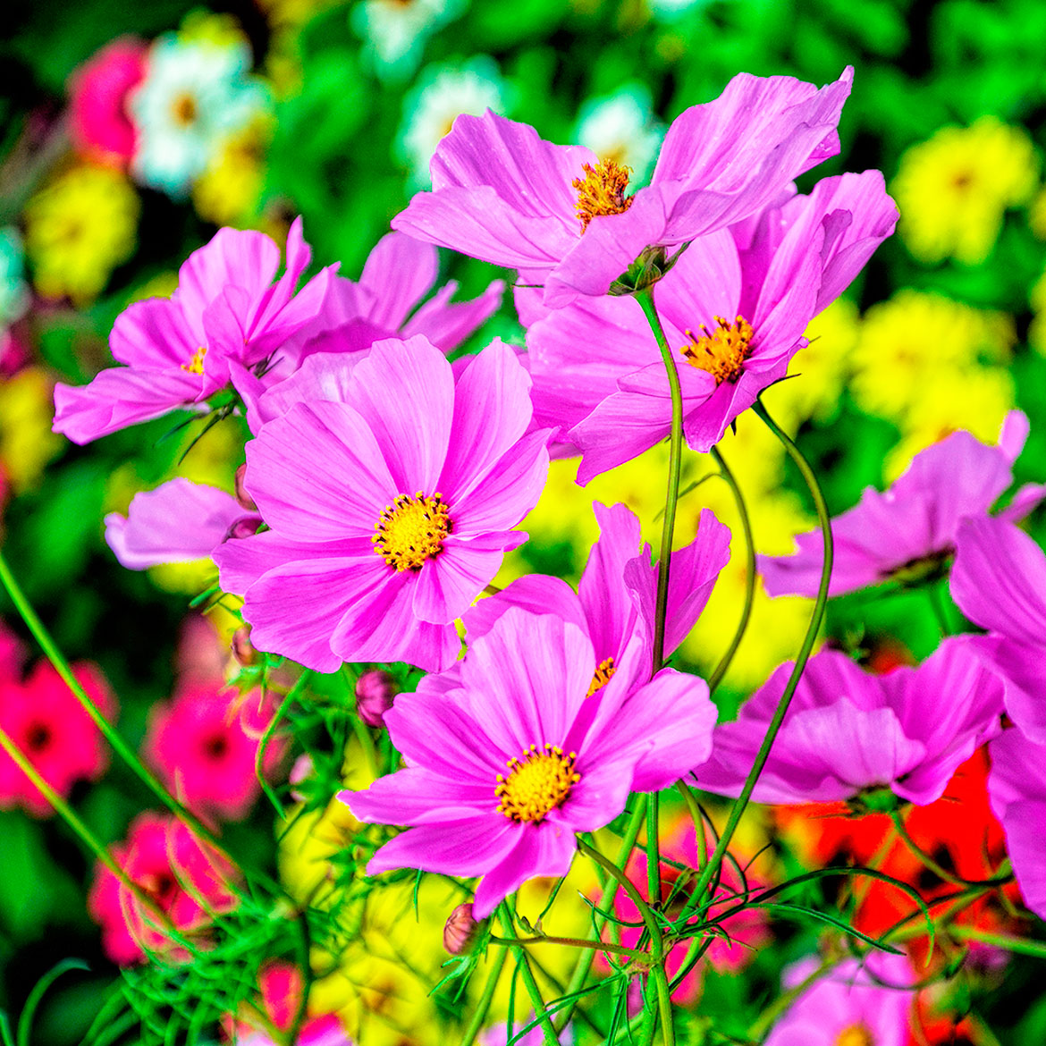 Colorful Cosmos - Photo Square Insert