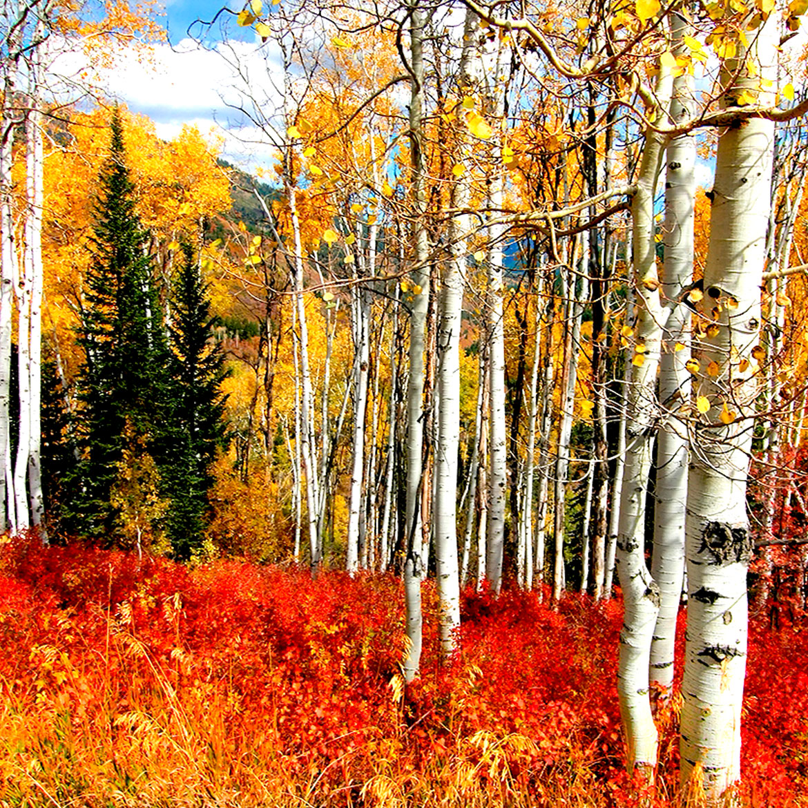 Fall Splendor - Photo Square Insert
