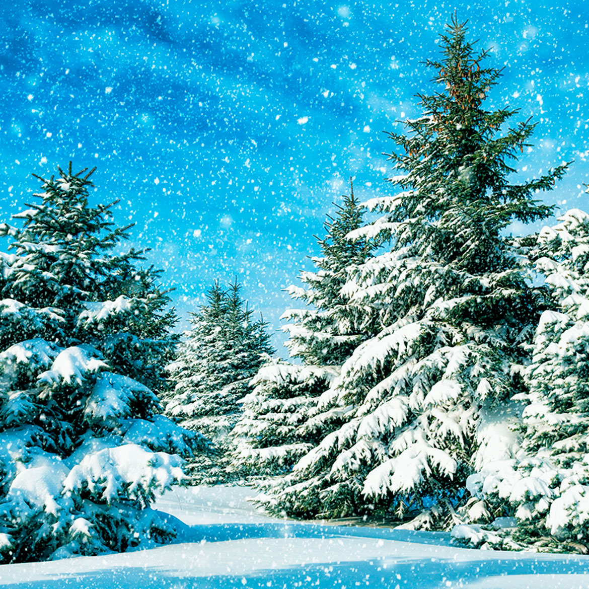 Fir Trees in Snow - Photo Square Insert