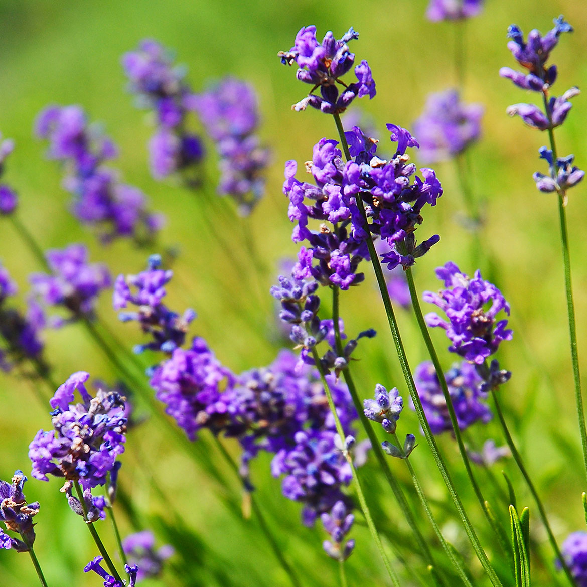 Lavender - Photo Square Insert