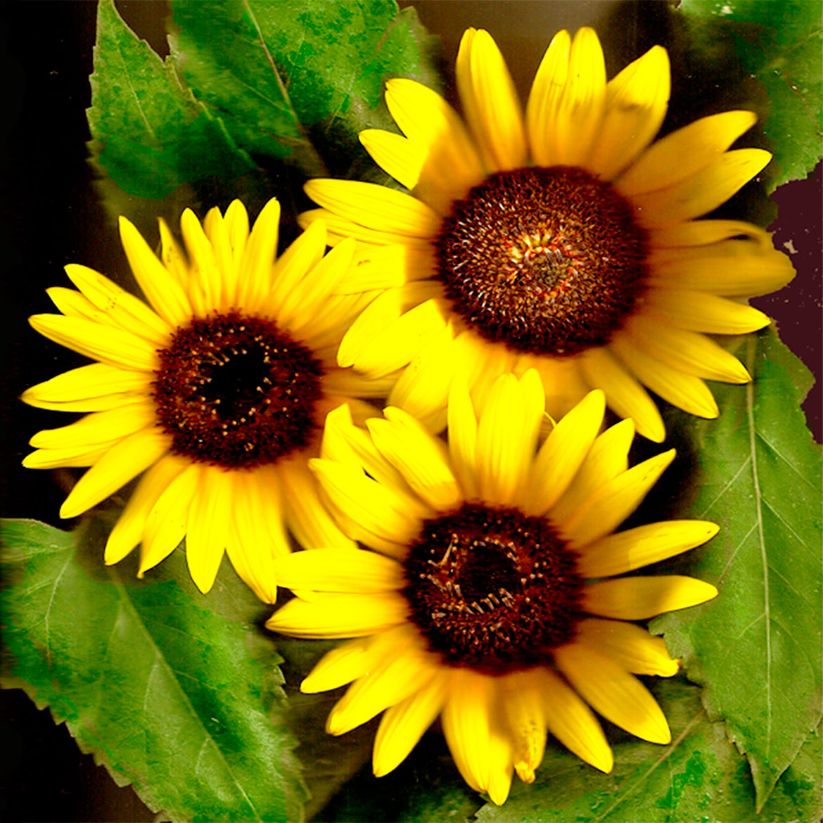 Organics Sunflower - Photo Square Insert