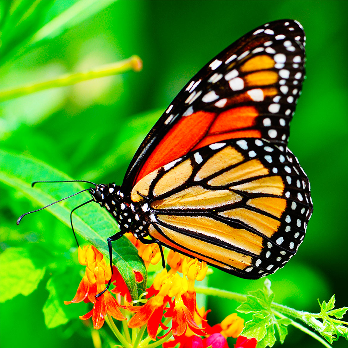 Summer Monarch - Photo Square Insert