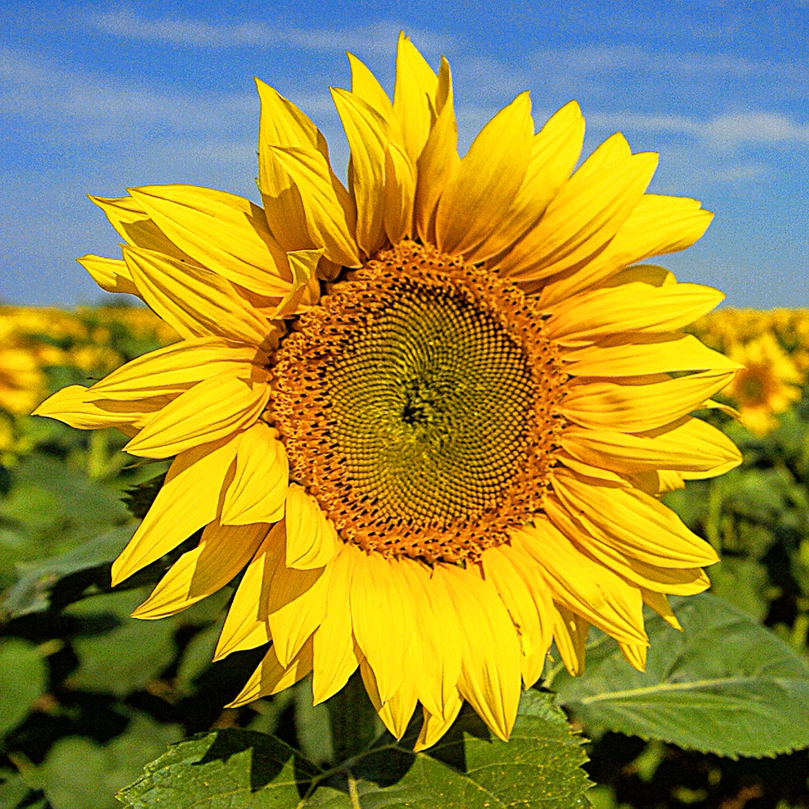 Sunflower Field - Photo Square Insert