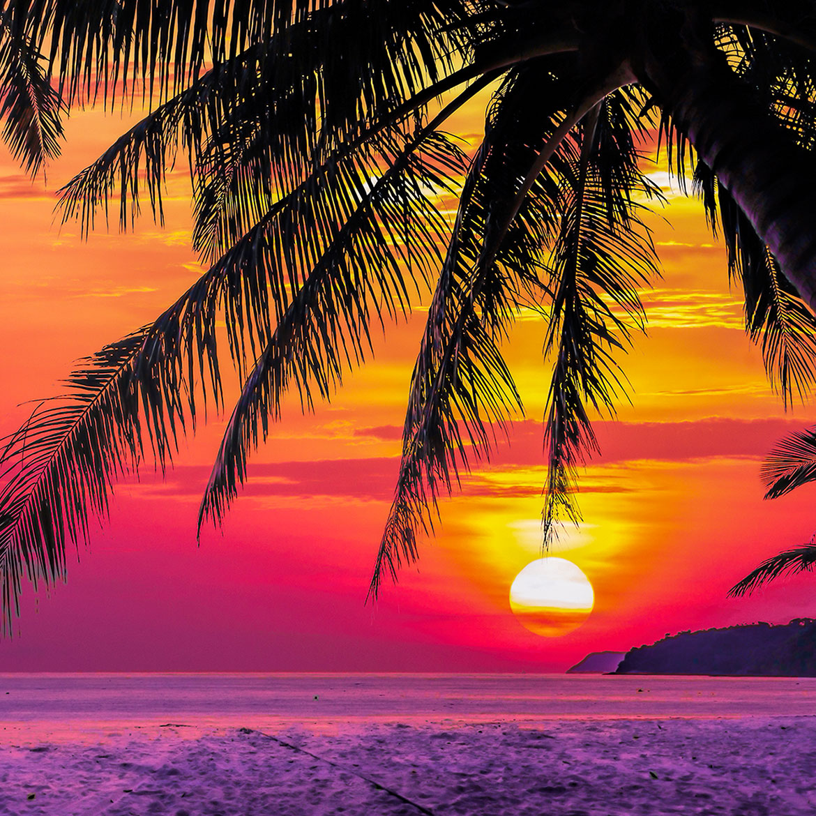 Tropical Silhouette - Photo Square Insert
