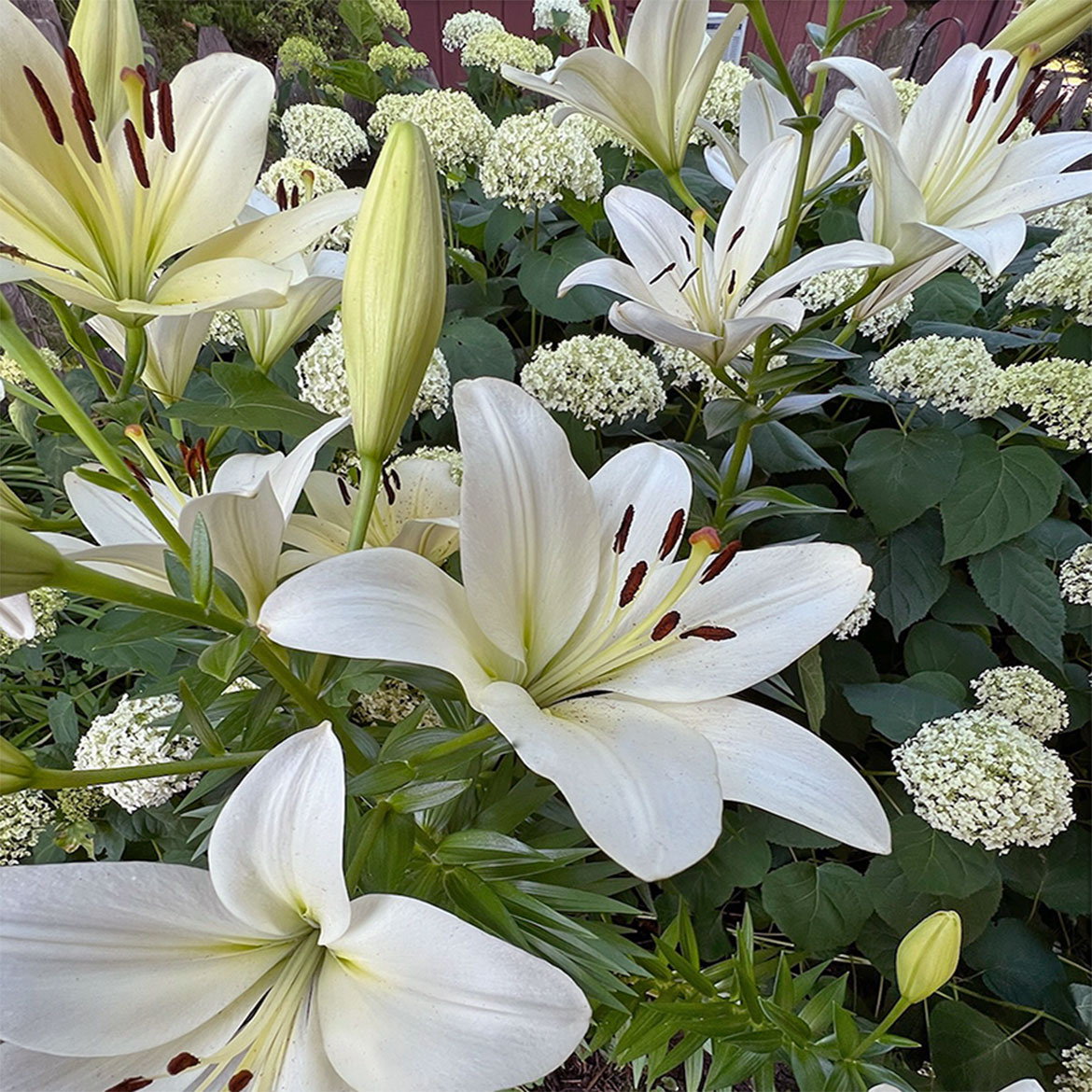 White Lilies - Photo Square Insert