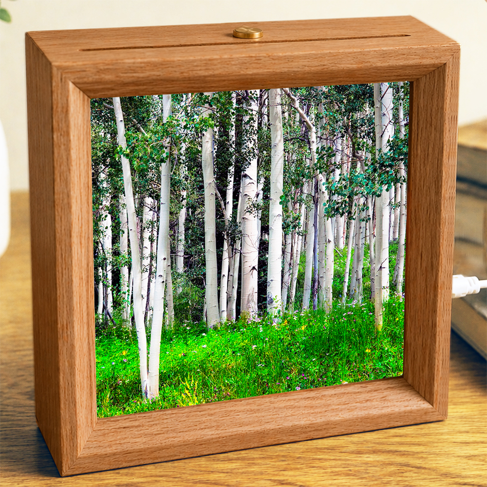 Aspen Trees - Photo Square
