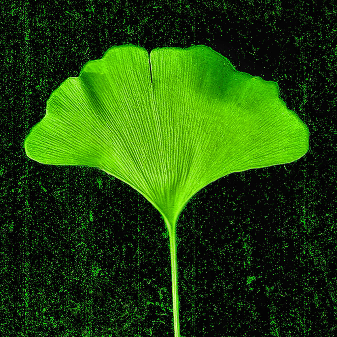 Ginkgo - Photo Square Insert