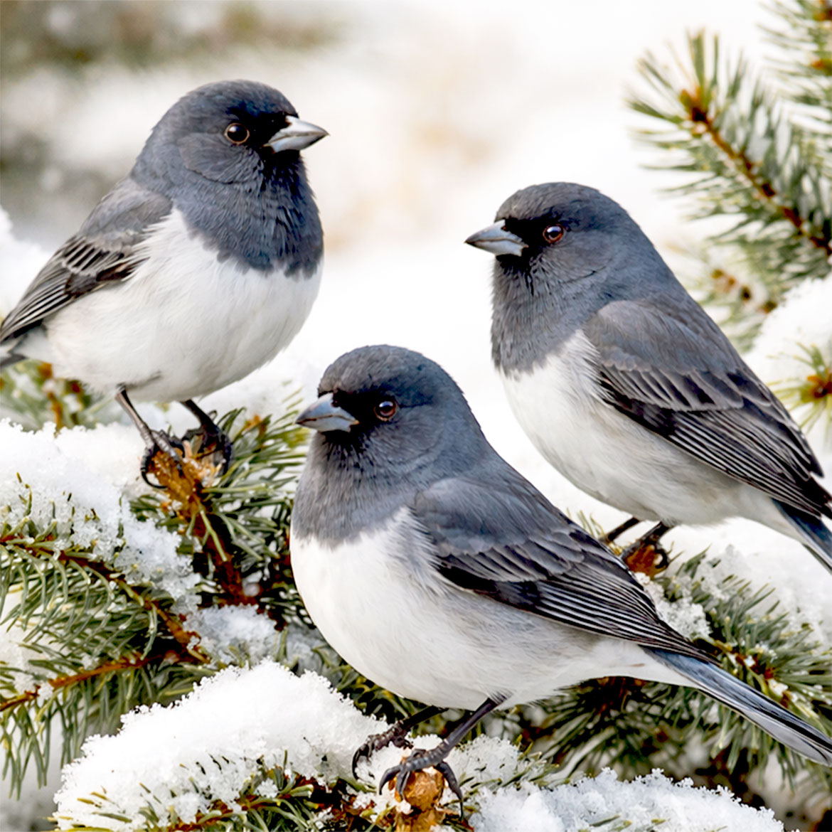 Junco Gathering - Photo Square Insert