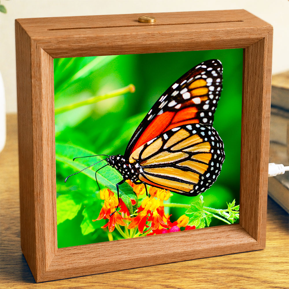 Summer Monarch - Photo Square